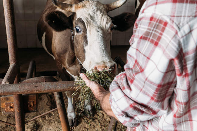 Farmer feeding cow — Stock Photo