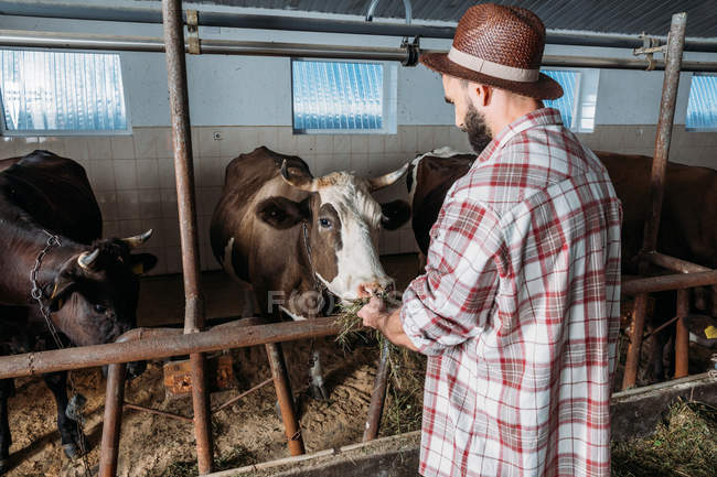 Agriculteur mâle nourrissant les vaches — Photo de stock