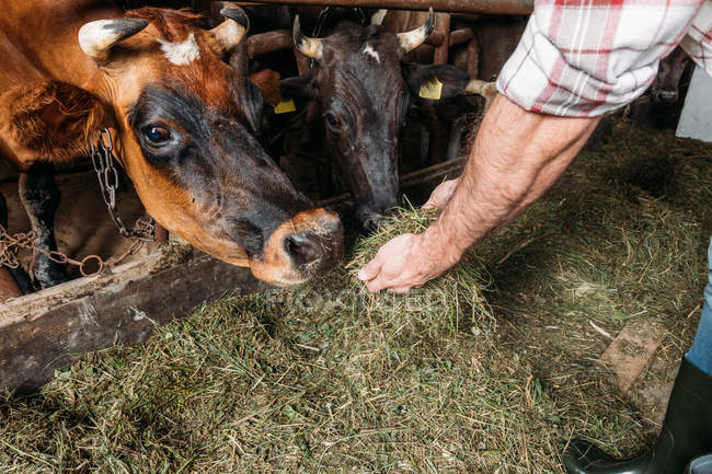 Agricoltore che alleva mucche in stalla — Foto stock