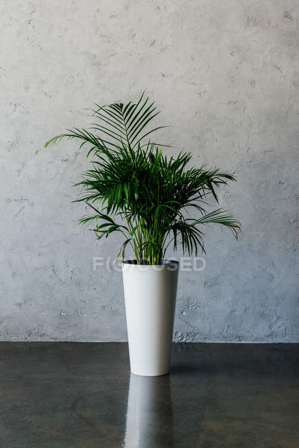 Planta en maceta en habitación vacía - foto de stock