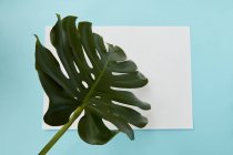 Tropical jungle Monstera leaf — Stock Photo