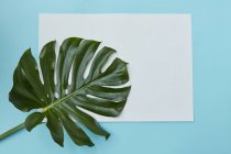 Тропічні джунглі Монстера лист — стокове фото