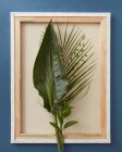Composición de hojas verdes en el marco - foto de stock