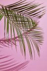 Composição das folhas de palma — Fotografia de Stock