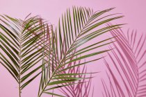 Состав пальмовых листьев — стоковое фото