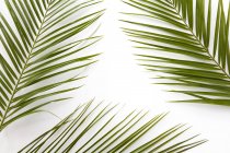 Palmblätter, flach gelegt — Stockfoto
