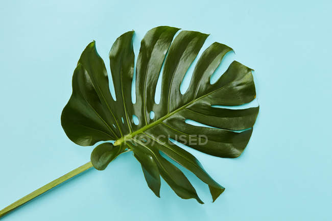 Tropical jungle Monstera leaf — Stock Photo