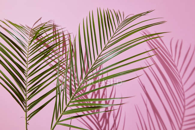 Composición de hojas de palma - foto de stock