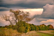 Autumn colored trees with dark clouds — Stock Photo