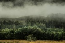 Encostas verdes exuberantes no nevoeiro — Fotografia de Stock