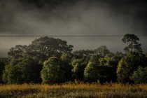 Lush colline verdi nella nebbia — Foto stock
