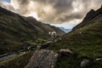 Овцы стоят на холме — стоковое фото