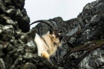 Chèvre de montagne sur les rochers — Photo de stock