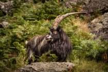 Mountain goat eating — Stock Photo