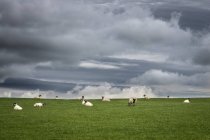 Manada de ovinos no relvado — Fotografia de Stock
