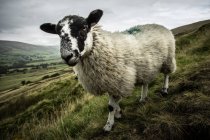 Retrato de ovejas en el césped - foto de stock