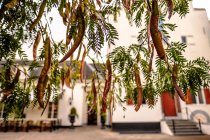 Кронштейн дерева з насінням — стокове фото