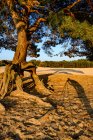 Pine tree in sand at sunset — Stock Photo