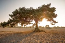 Pine tree in sand at sunset — Stock Photo