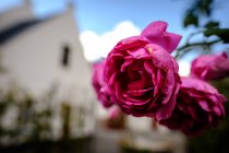 Rosas rosa na frente da igreja embaçada — Fotografia de Stock