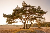 Самотнє соснове дерево на піщаних дюнах на заході сонця — стокове фото