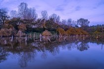 Мертвые деревья в озере — стоковое фото
