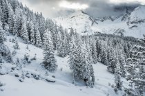 Abetos cobertos de neve em Ehrwald — Fotografia de Stock