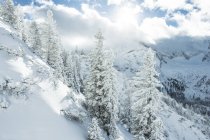 Snow-capped fir trees in Ehrwald — Stock Photo