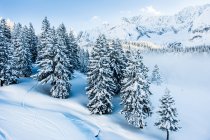 Abetos cobertos de neve em Ehrwald — Fotografia de Stock