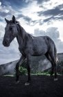 Pferd auf Vulkan in Antigua — Stockfoto