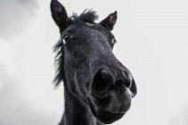 Крупным планом лошадь Снут — стоковое фото