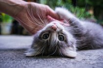 Kitten playing with hand — Stock Photo