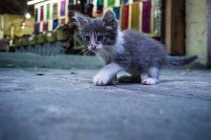 Маленький серый и белый котенок — стоковое фото