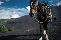 Pferd für Touristen auf Vulkan — Stockfoto