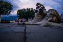 Симпатичная бездомная собака — стоковое фото