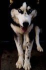 Cute husky dog — Stock Photo