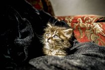 Winziges Kätzchen in Stoff — Stockfoto