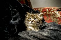 Крошечный котёнок в ткани — стоковое фото