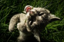 Kitten biting grass straw — Stock Photo