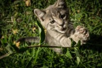 Серый котёнок играет на траве — стоковое фото