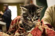 Gatinho pequeno em pano — Fotografia de Stock