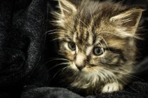 Маленький котёнок в ткани — стоковое фото