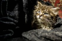 Gatito pequeño en tela - foto de stock