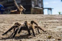 Tarantula гуляет по песку — стоковое фото