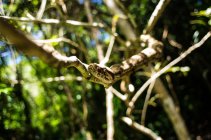 Boa constritor na árvore — Fotografia de Stock