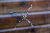 Araña avispa en la web - foto de stock