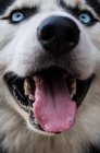Cão bonito husky — Fotografia de Stock