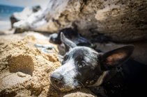 Cachorro deitado à sombra — Fotografia de Stock