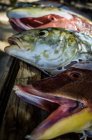 Pesce fresco catturato — Foto stock