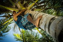 Mann klettert auf Baum — Stockfoto